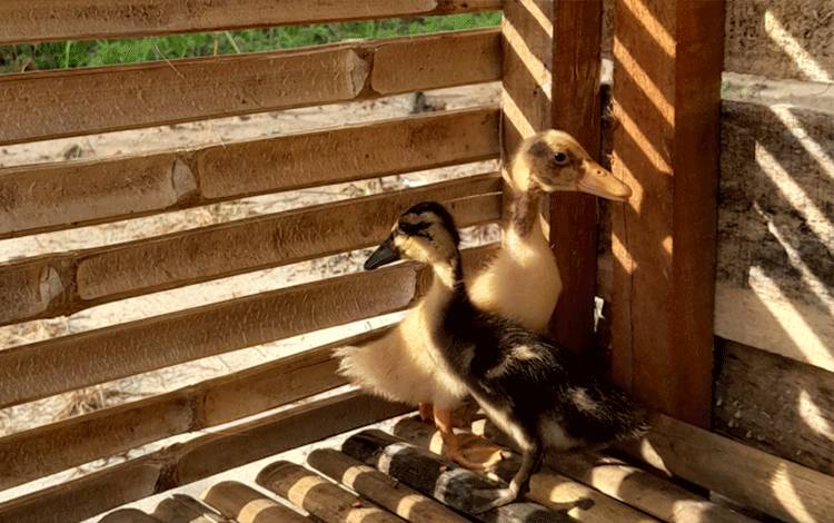 Potensi Ternak Bebek untuk Tingkatkan Ekonomi Daerah dan Buka Lapangan Kerja