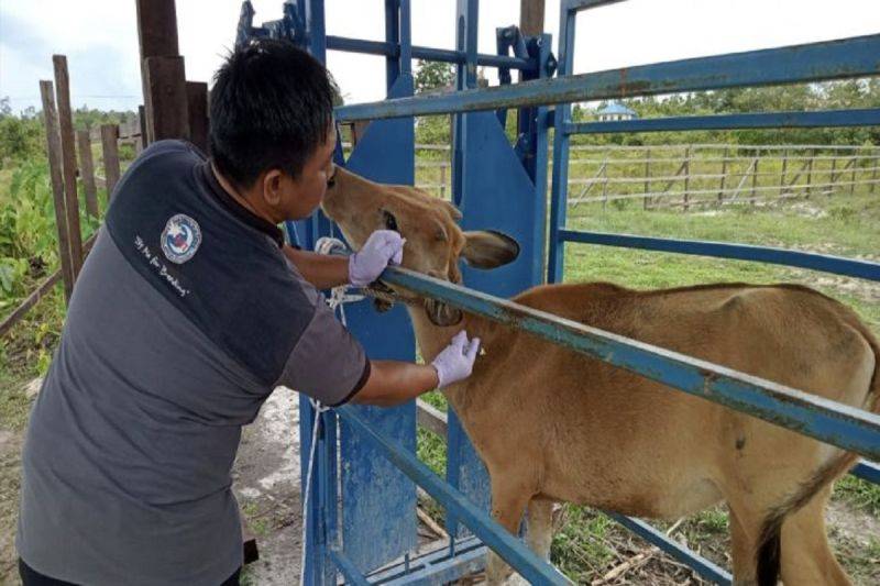 Dinas Pertanian Gunung Mas Gencarkan Vaksinasi Sapi Cegah PMK