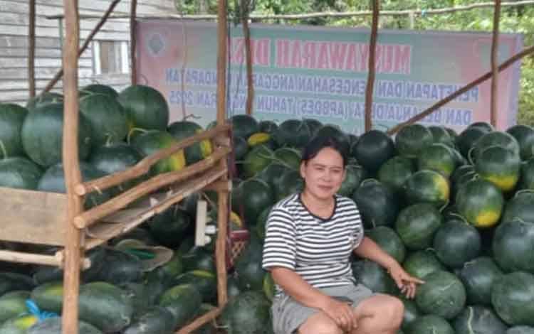 Petani Semangka Desa Henda Raup Ratusan Juta Sekali Panen