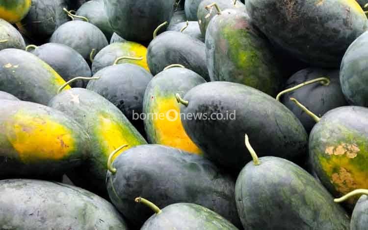 Begini Perjuangan Petani Semangka Desa Henda sebelum Hasilkan Keuntungan Ratusan Juta Rupiah