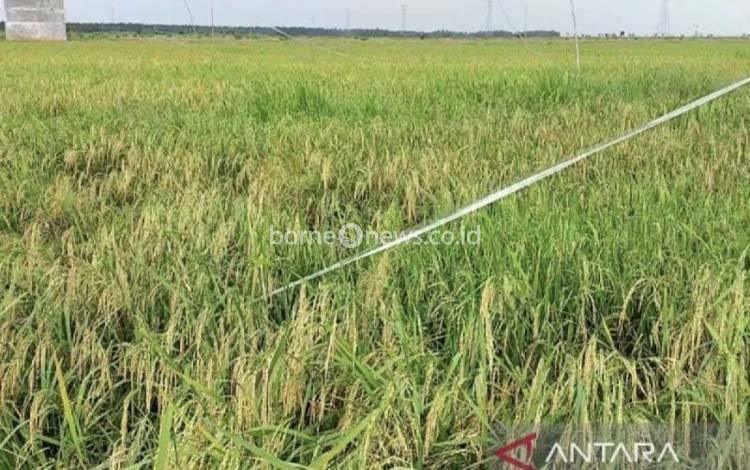 Kotim Miliki Luas Panen Tanaman Pangan hingga 11.304 Hektare