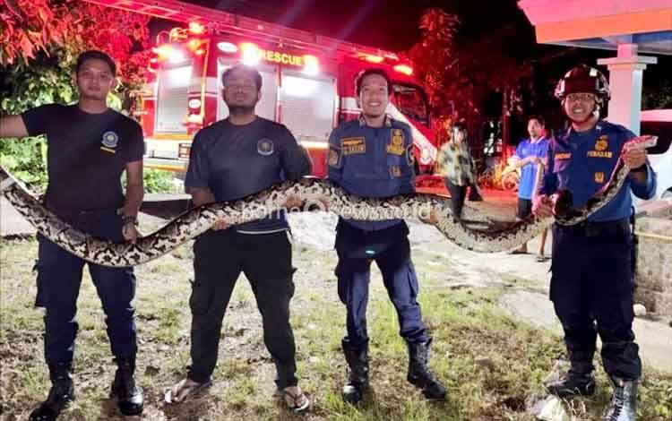 Disdamkarmat Barito Utara Evakuasi Ular Piton 4 Meter