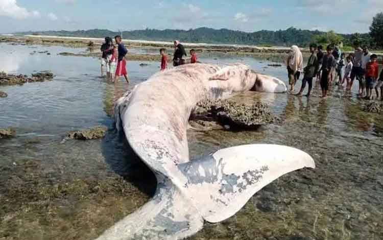 Ikan Paus Ditemukan Mati Terdampar di Pulau Simeulue