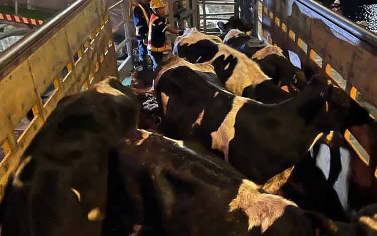 Kementan: 1.250 Bibit Sapi Perah Australia Tiba di Indonesia