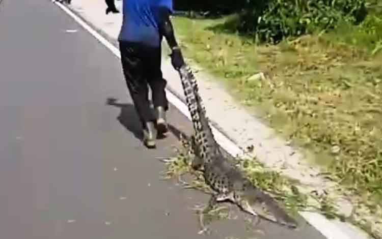 Seekor Buaya Ditemukan oleh Penebas Rumput di Tepi Jalan