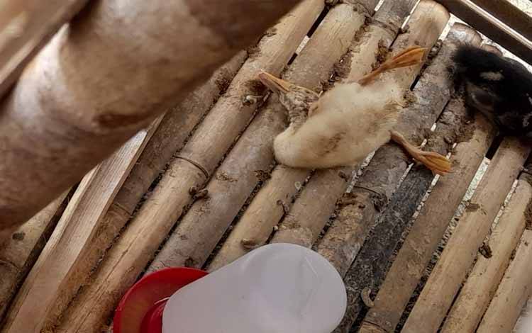 Waspada Flu Burung Pada Ternak Unggas