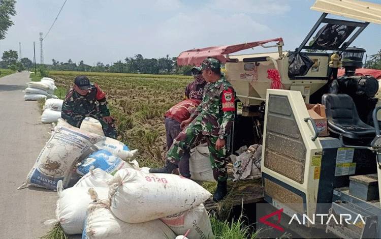 Prajurit TNI mengawal sekaligus membantu proses panen gabah petani di wilayah Kecamatan Kedungwaringin, Kabupaten Bekasi, Jawa Barat, Selasa. (ANTARA/Pradita Kurniawan Syah)