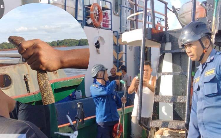 Suasana Petugas Pemadam Kebakaran dan Komunitas Pecinta Reptil Sampit saat evakuasi King Kobra di tugboat, Sabtu, 15 Maret 2025. (FOTO: Disdamkarmat Kotim)