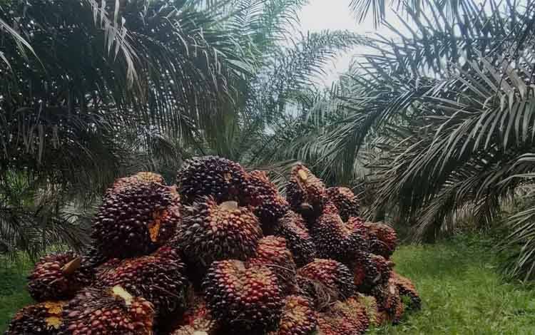 BPDP Fokus Kembangkan SDM Perkebunan Rakyat untuk Tingkatkan Tata Kelola