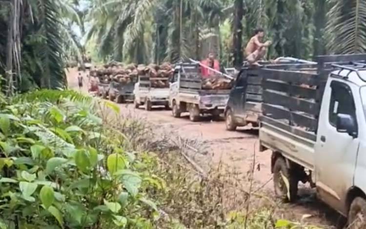 Pakar Kehutanan: Aparat Perlu Bertindak Atasi Penjarahan Sawit