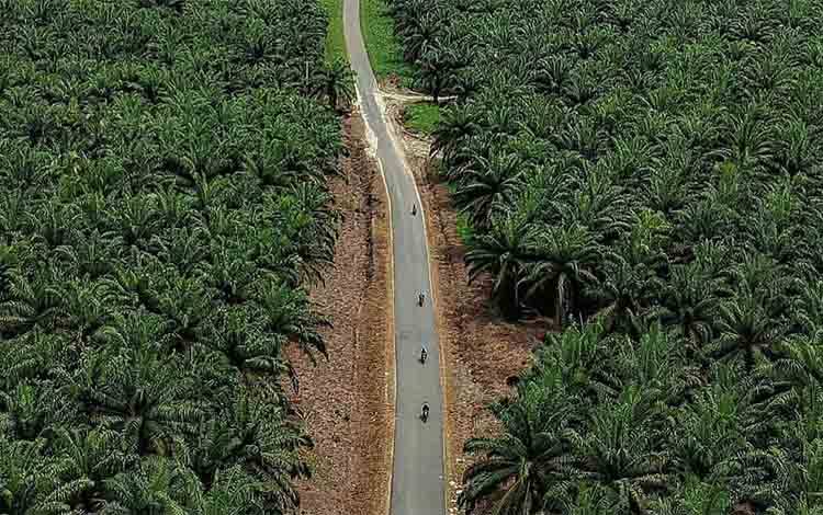 BPDP Dorong Peningkatan Kesejahteraan Petani Sawit Rakyat Lewat Program Strategis