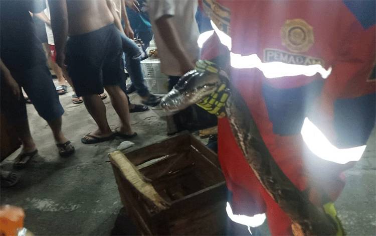 Warga Palangka Raya Nyaris Diserang Ular Piton 7 Meter