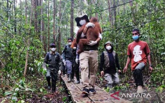 Menhut Antarkan Orangutan Menuju Sekolah Hutan di Nyaru Menteng