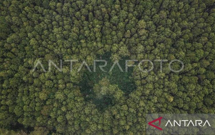 Kemenhut Sebut Luas Hutan Indonesia Capai 95,5 Juta Hektare pada 2024