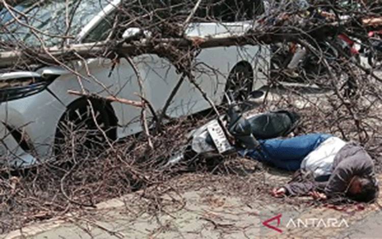 Seorang Pemotor Terluka Parah Akibat Tertimpa Pohon Tumbang