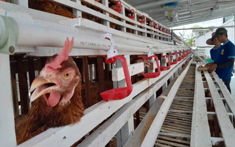 Sektor Peternakan Ayam Palangka Raya Miliki Potensi Dukung Perekonomian Lokal