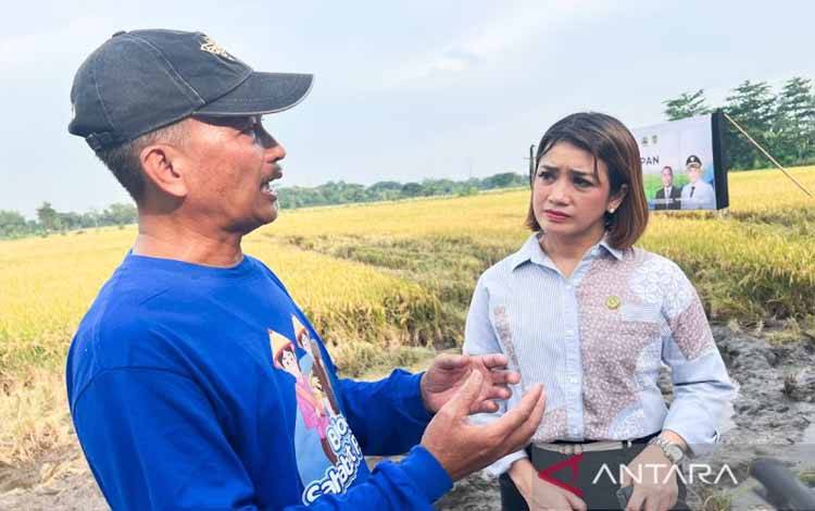PCO: Presiden Sejahterakan Petani Lewat HPP Gabah Rp6.500/kg