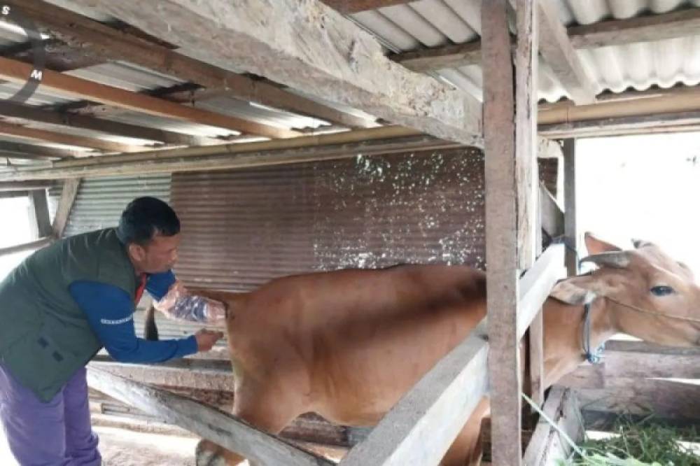 Dinas Pertanian Kotawaringin Barat Tingkatkan Populasi Sapi Lewat Inseminasi Buatan