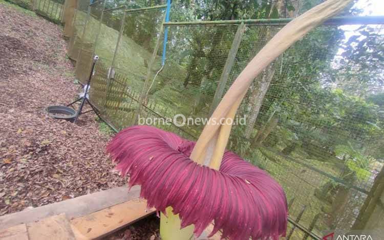Bunga Bangkai Raksasa Kembali Mekar di Kebun Raya Cibodas Cianjur
