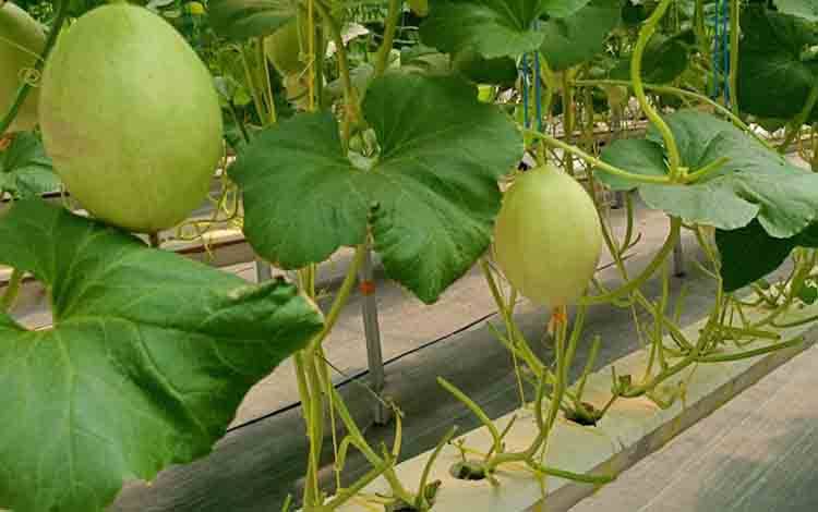 Dewan Sarankan Urban Farming Solusi Untuk Ketahanan Pangan Berkelanjutan di Kota Palangka Raya