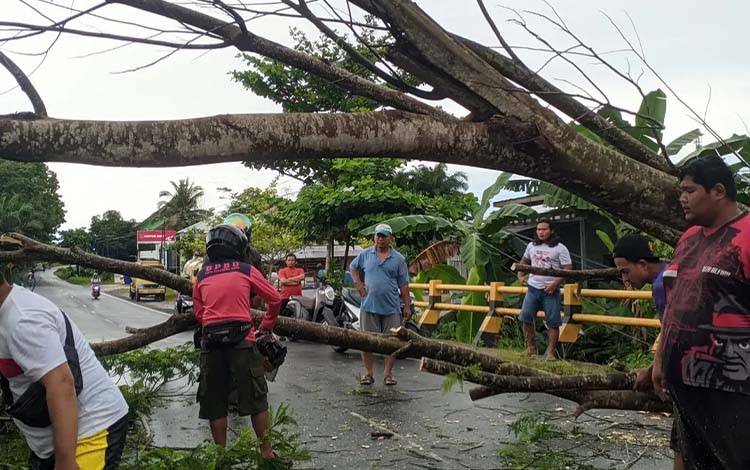 BPBD Palangka Raya Evakuasi Dua Pohon Tumbang di Jalan Rajawali Km 8 Palangka Raya