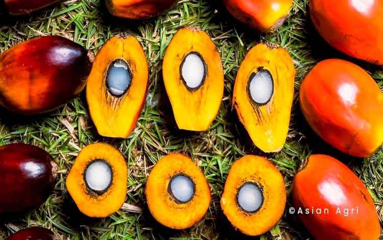 Kebutuhan Pakan Konsentrat Terus Meningkat Seiring Perkembangan Industri Ternak