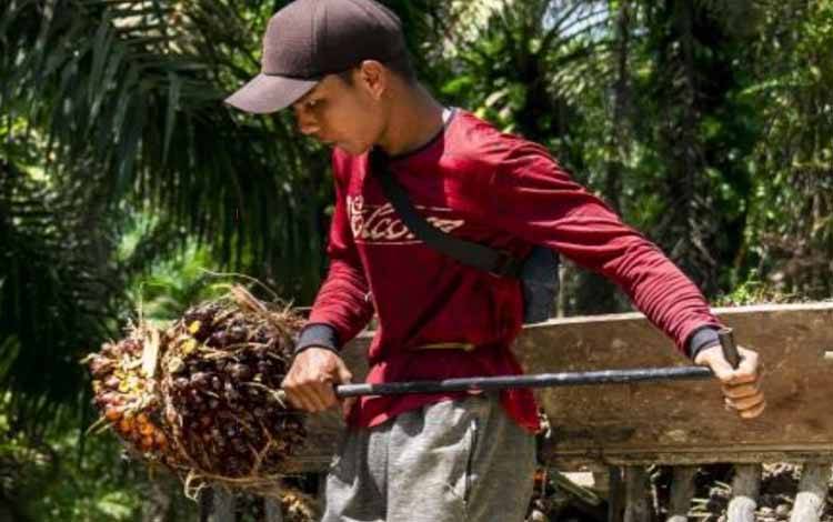 Bahan Baku Pakan Konsentrat Kontribusi Indonesia dalam Industri Pakan Ternak Dunia