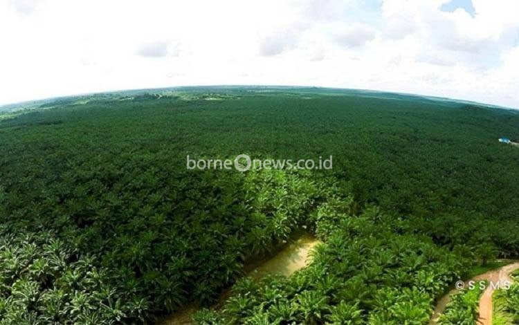Riau, Sentra Perkebunan Sawit Indonesia yang Berkontribusi pada Ekonomi Lokal