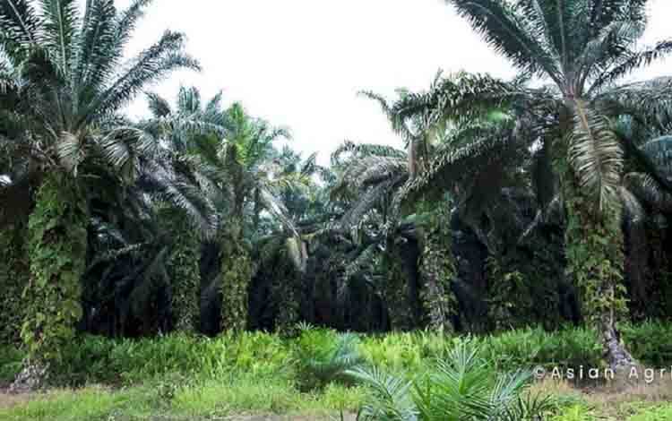 Strategi Peningkatan Produktivitas Sawit Kunci Pertahankan Pangsa Pasar Global