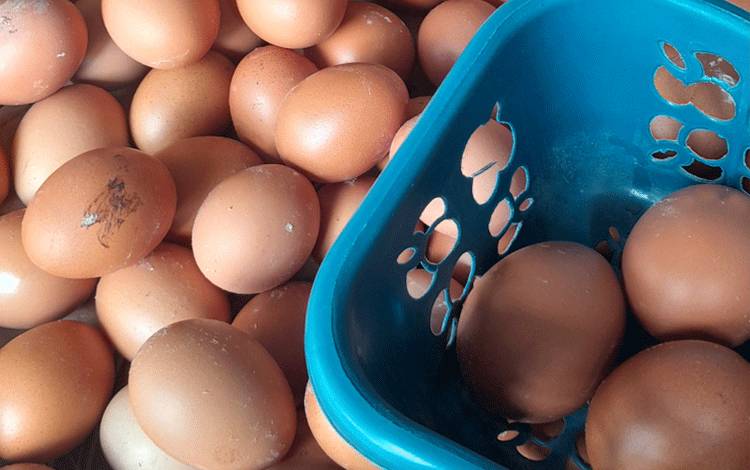 Dewan Ingatkan Peternak Telur Ayam Terhadap Cuaca Ekstrem