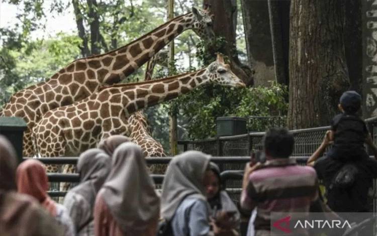 Margasatwa Ragunan Bidik 600.000 Pengunjung pada Libur Idul Fitri