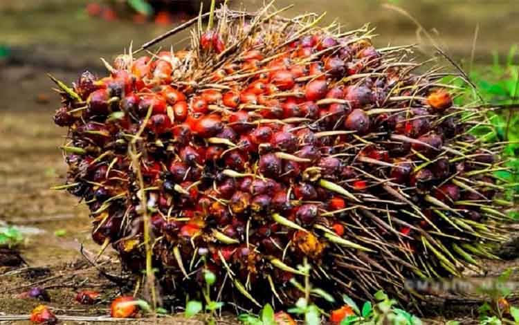 Kombinasi Limbah Cair Sawit dan Alga Jadi Solusi Biofuel Generasi Ketiga