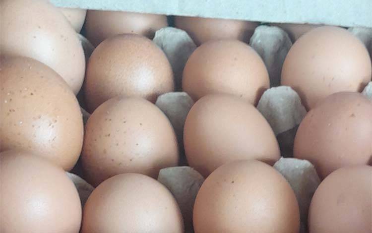 Mendekati Idulfitri Harga Telur dan Daging Ayam di Palangka Raya Jangan Makin Naik