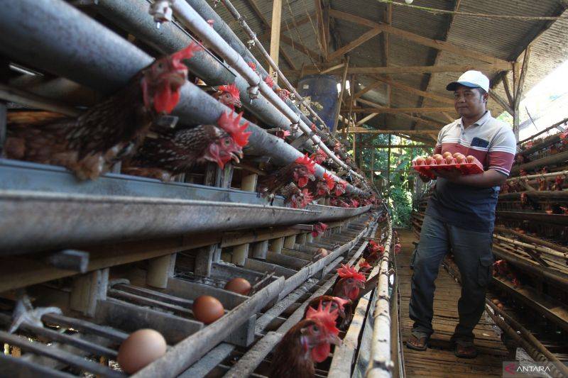 Indonesia Surplus Telur di Tengah Eggflation Global