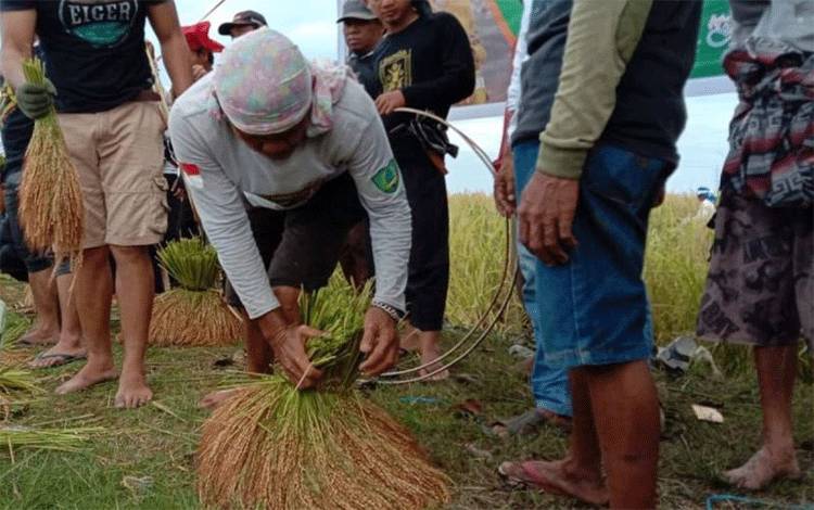 Suasana prosesi adat "Katto Bokko" yang digelar saat panen raya Kekaraengan (Kerajaan) Marusu di Kabupaten Maros, Sulsel (30/3/2025). ANTARA/ Suriani Mappong