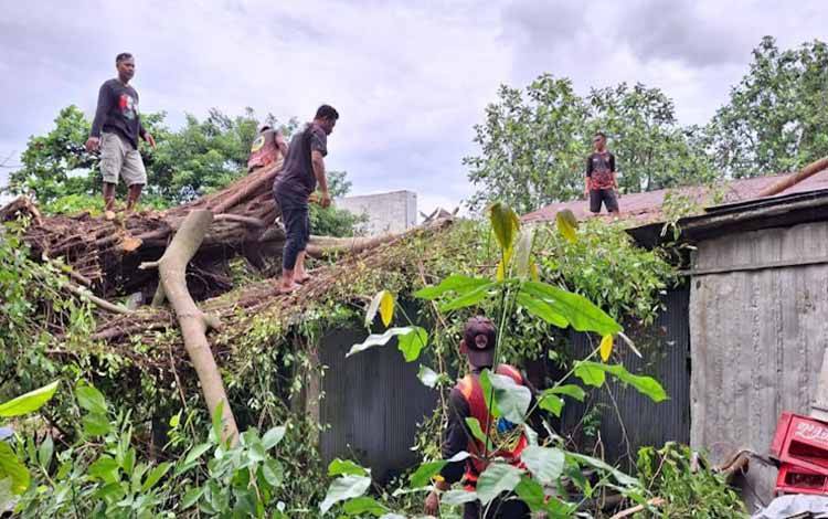 Dewan Ingatkan Waspada Pohon Tumbang Dapat Merusak Properti Rumah Tangga