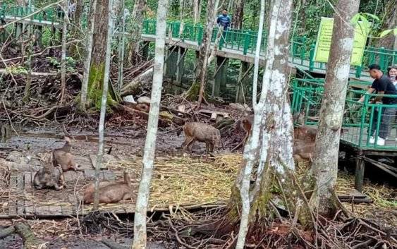 Hewan Rusa Wisata Nyaru Menteng Ramai Dikunjungi, Dewan Ingatkan Hal Ini