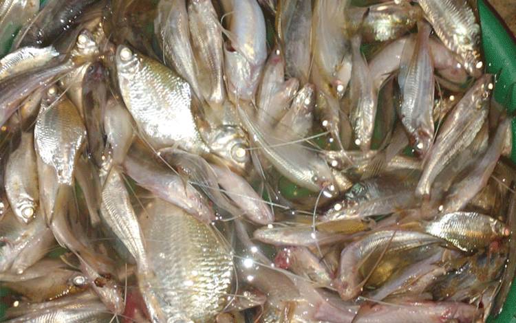 Dewan Ajak Lindungi Habitat Ikan Sungai Lokal Palangka Raya