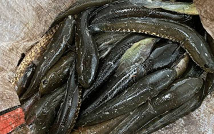 Palangka Raya Miliki Sektor Perairan Pelestarian Ikan Lokal Dikembangkan