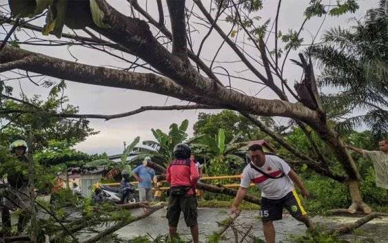 BPBD Palangka Raya Imbau Waspada Pohon Tumbang dan Angin Kencang