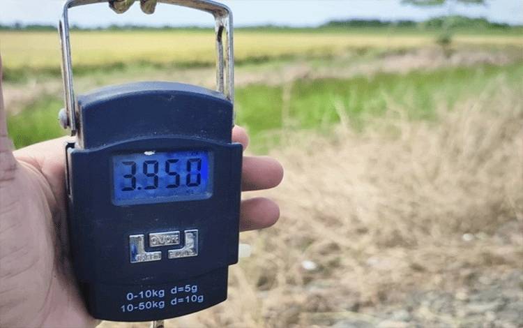 Kalteng Targetkan Produksi 22 Ribu Ton Beras di Bulan April
