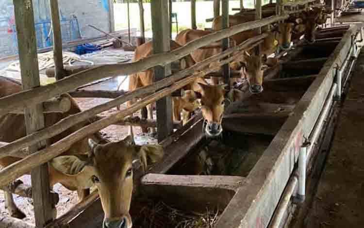 Peternakan Sapi Berperan Penting dalam Ketahanan Pangan Palangka Raya