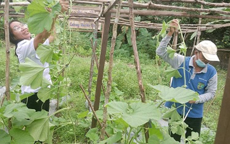 Lahan Ketahanan Pangan Polres Barito Timur Ditanami Labu Putih dan Jagung Manis