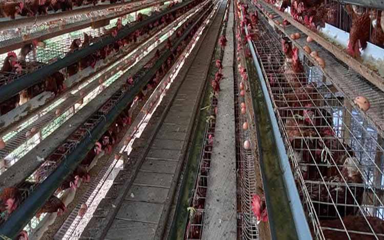 Peternakan ayam petelur (Foto:MARINI)