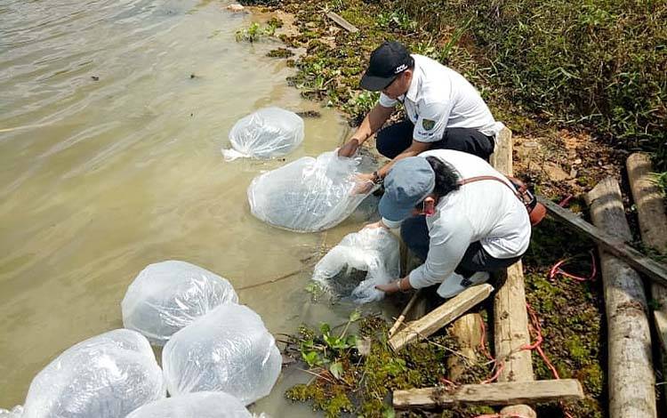 Proses restocking iklan yang dilakukan Dinas Perikanan dan Peternakan Kabupaten Barito Timur pada tahun sebelumnya. (FOTO: IST)