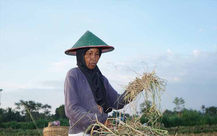 Gubernur Agustiar Dorong Hilirisasi dan Ketahanan Pangan di Kalteng