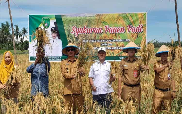 Bupati Sukamara Hadiri Syukuran Panen Padi Desa Sungai Pasir