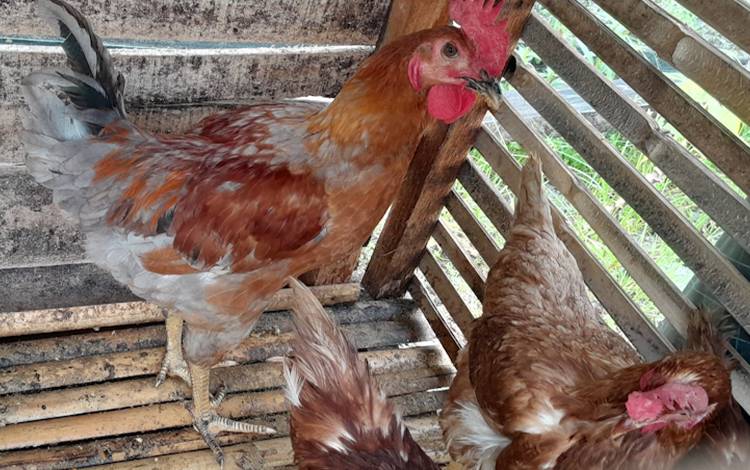 Dewan Minta Pemko Palangka Raya Perkuat Pencegahan dan Pengendalian Flu Burung