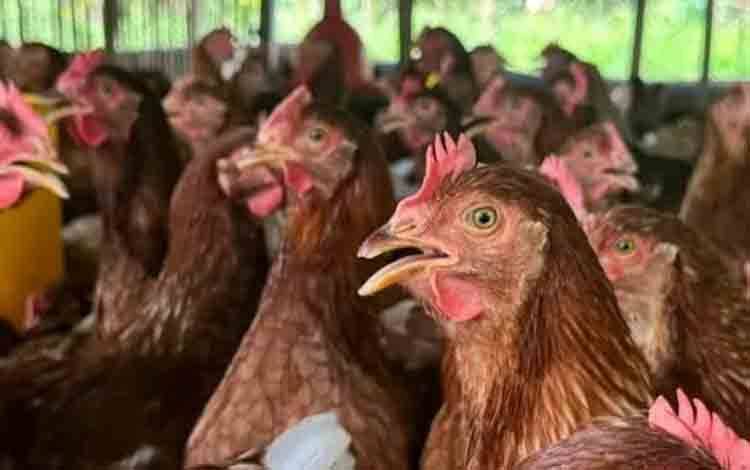 Dewan Dorong Sinergi Pemerintah dan Masyarakat Kembangkan Usaha Peternakan dan Lestarikan Lingkungan