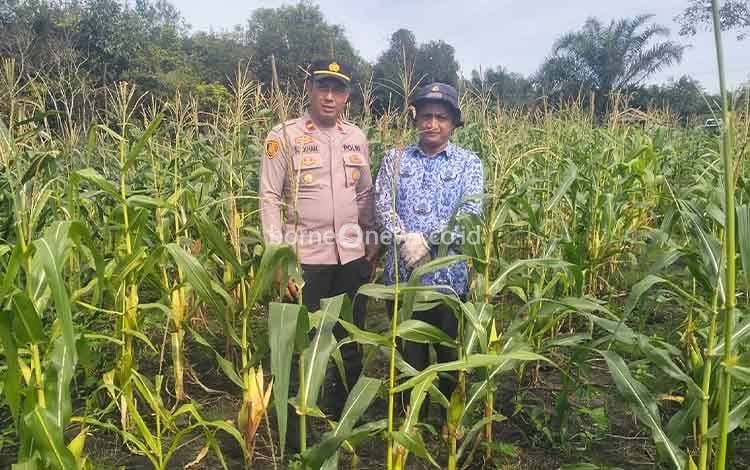 Polsek Dusun Timur dan BPP Paju Epat Dorong Ketahanan Pangan Melalui Budidaya Jagung